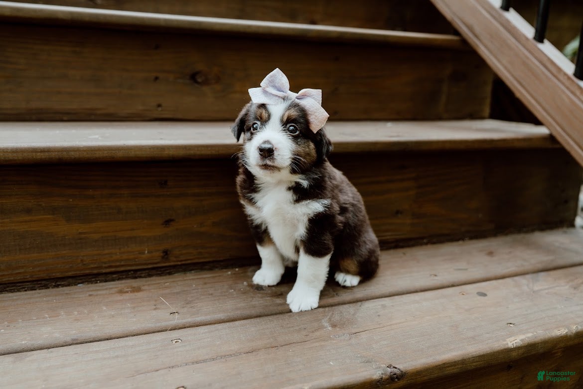 Miniature Australian Shepherd dogs Skye - Ad 1