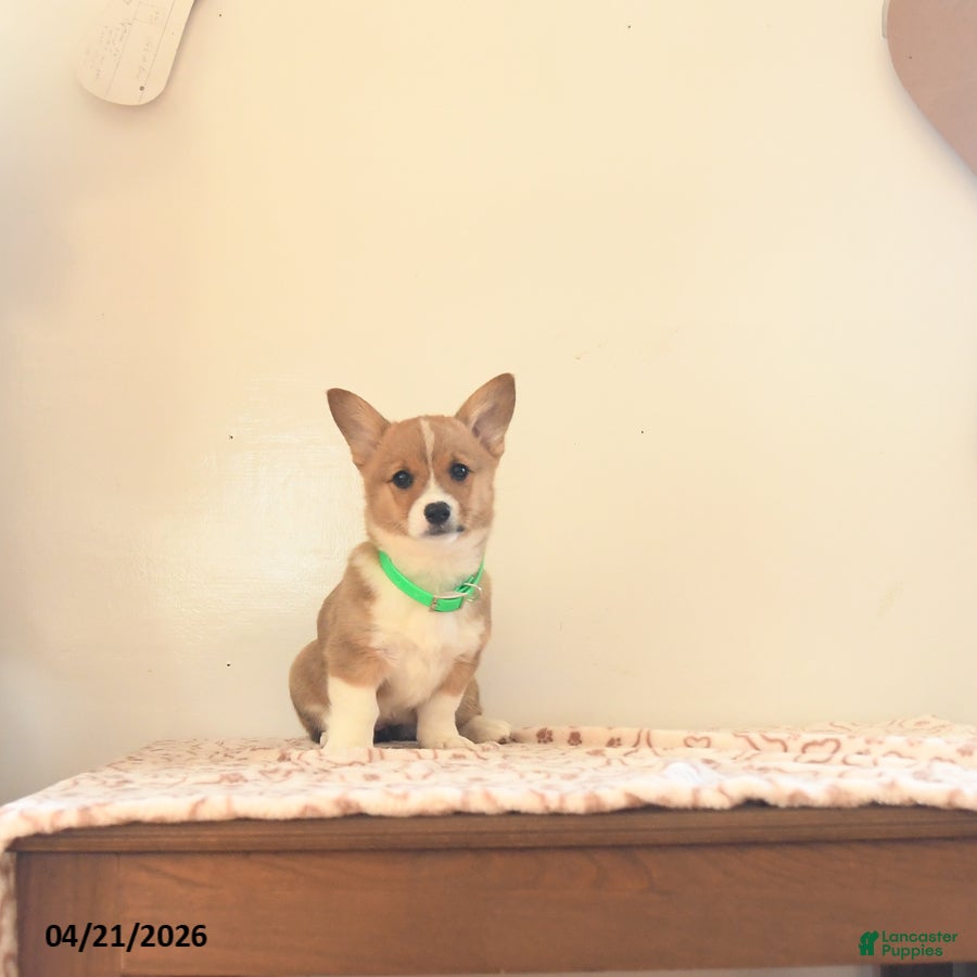 Welsh Corgi Pembroke dogs Kamala - Ad 2