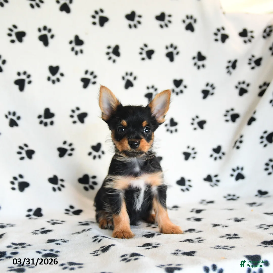 Yorkshire Terrier dogs for sale: Pepper - Ad 2