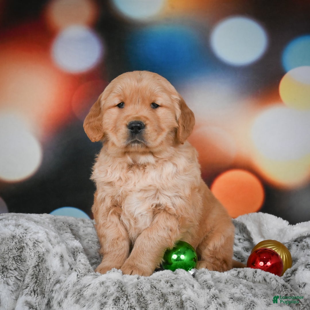 Golden Retriever dogs for sale: Charlie - Ad 6