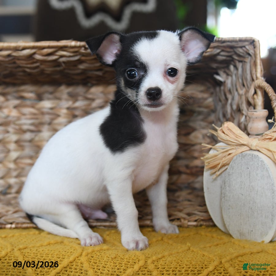 Chihuahua dogs Bandido - Ad 2