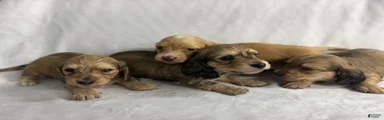 Miniature Dachshund 1