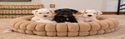 Miniature Schnauzer dogs for sale: Marshmellow - Ad 3