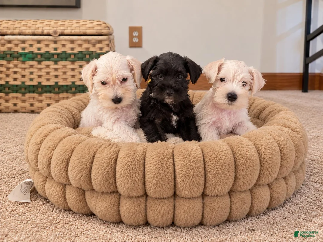 Miniature Schnauzer dogs for sale: Marshmellow - Ad 3