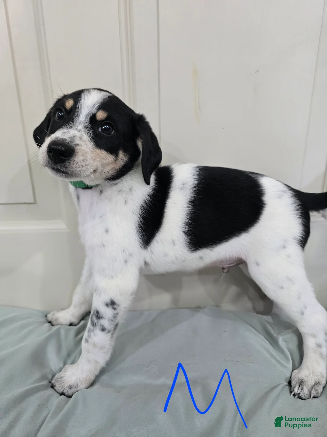 Mixed Breed dogs for sale: Green Collar - Ad 2