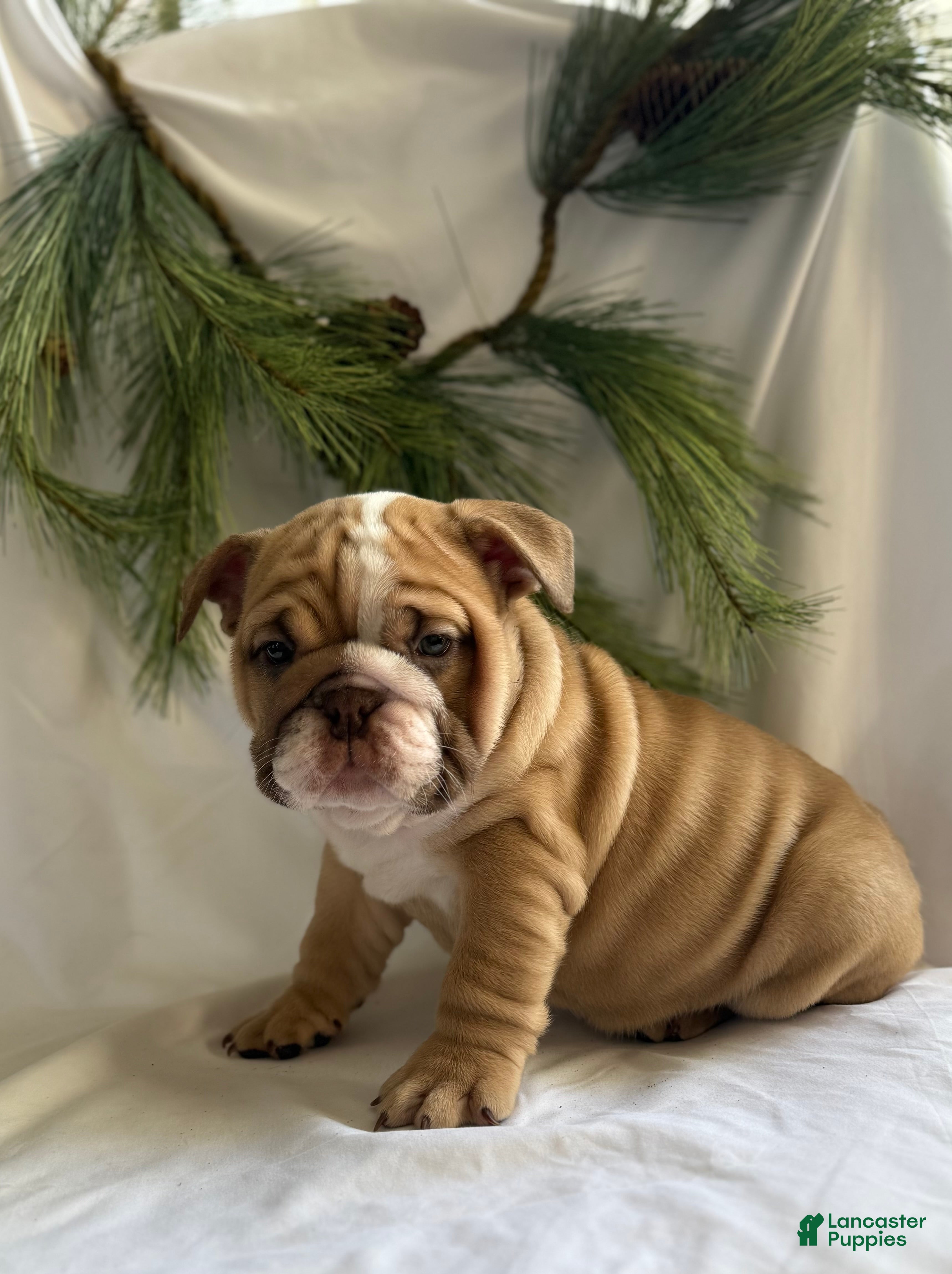 English Bulldog dogs Gracie - Ad 41