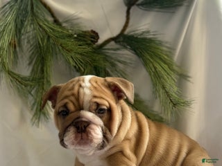 English Bulldog dogs Gracie - Ad 41