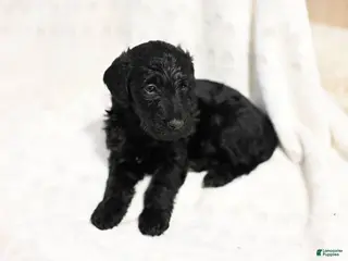 Mixed Breed dogs Blossom - Ad 4