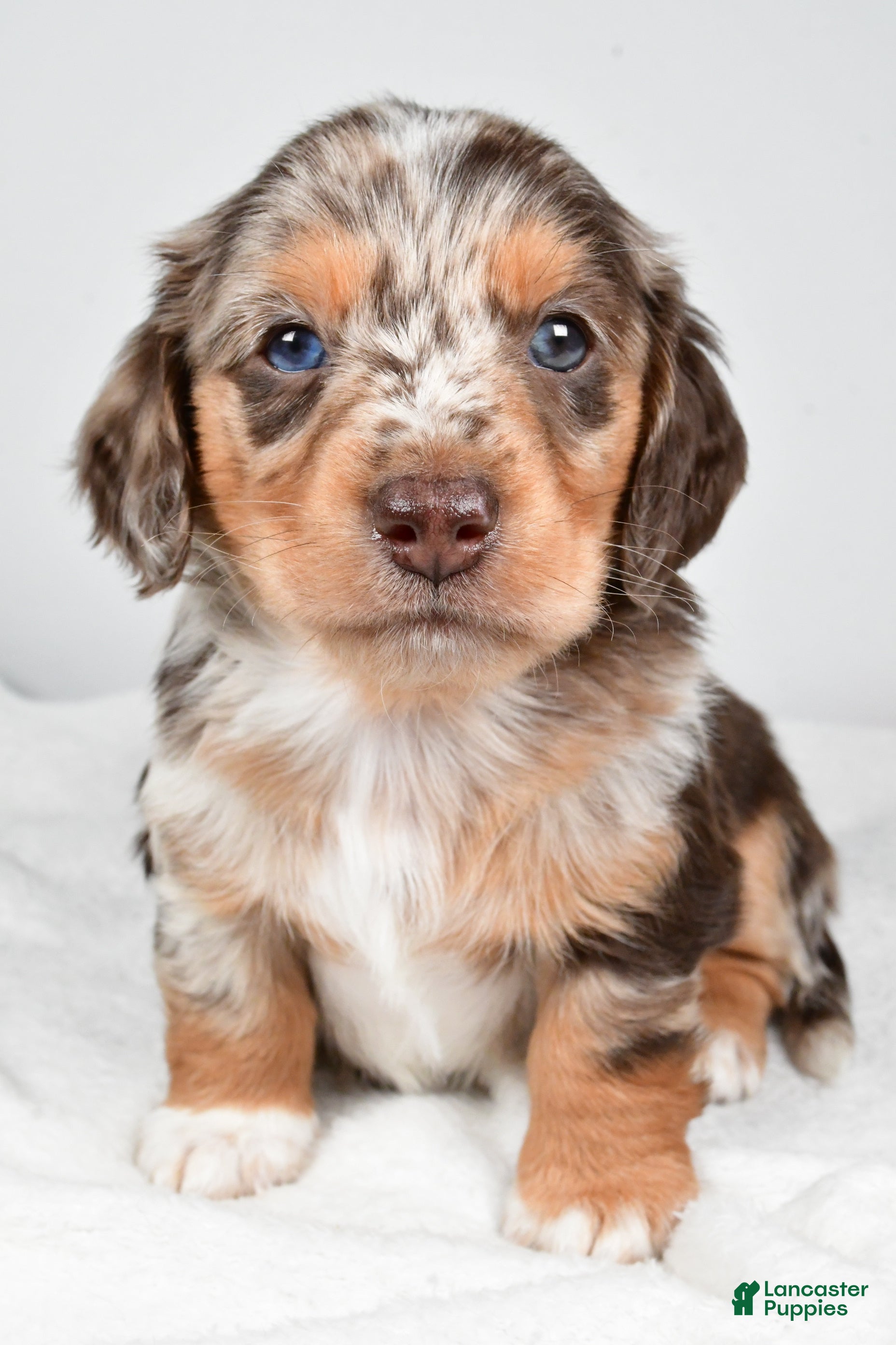 Miniature Dachshund dogs Charles - Ad 26