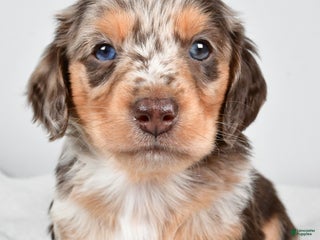 Miniature Dachshund dogs Charles - Ad 26