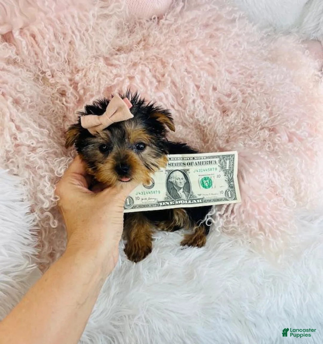 Yorkshire Terrier dogs for sale: Teacup Yorkshire Terrier Puppy 1 - Ad 2