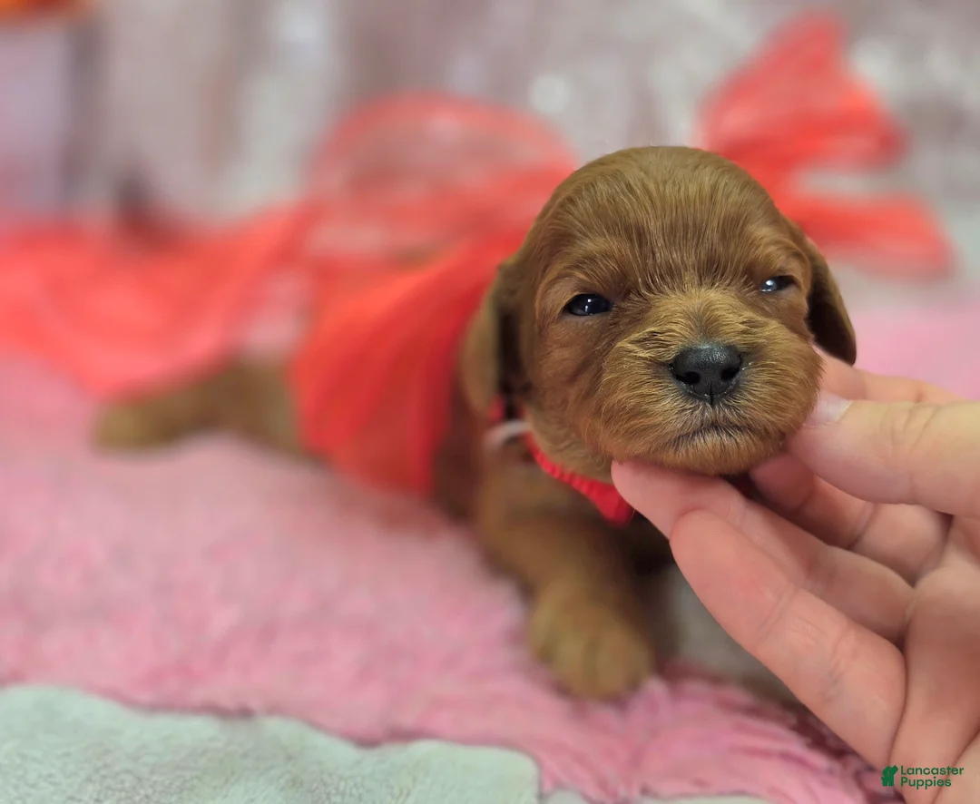 Cavapoo dogs for sale: Garnet - Ad 4