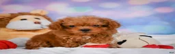 Cavapoo dogs for sale: Dan - Ad 10