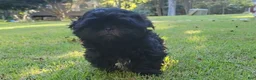 Shih Tzu dogs for sale: Sable - Ad 7