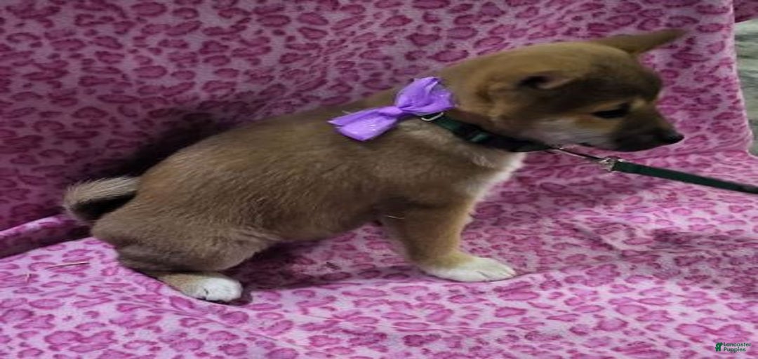 Gallery Image {{count}}