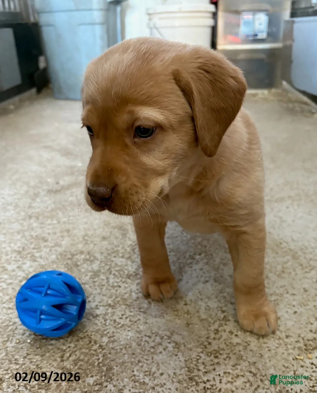 Labrador Retriever dogs for sale: Carla - Ad 1