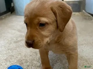 Labrador Retriever dogs Carla - Ad 9