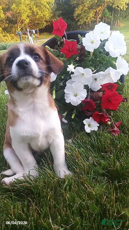 Mixed Breed dogs for sale: Sheila - Ad 2