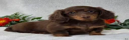 Miniature Dachshund dogs for sale: Joash - Ad 6