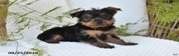 Yorkshire Terrier dogs for sale: Nellie - Ad 4