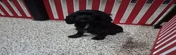 Cockapoo dogs for sale: Twinkle - Ad 7
