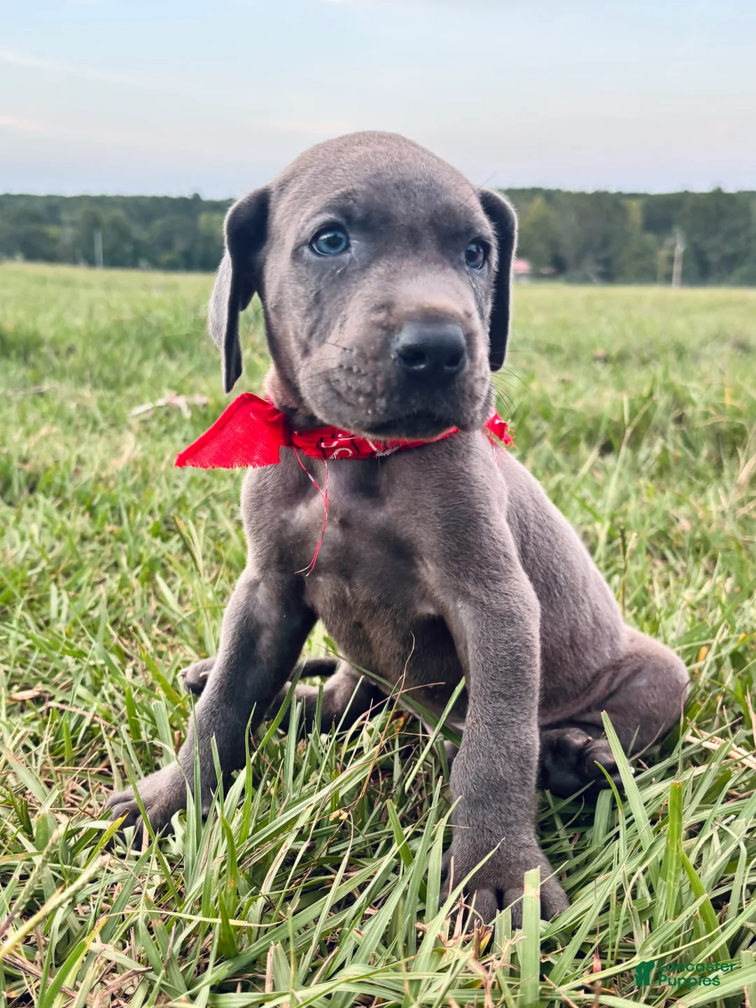Great Dane dogs for sale: Euro Sampson  - Ad 1