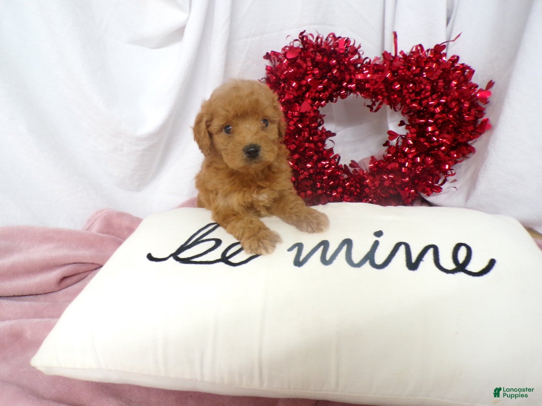 Goldendoodle dogs for sale: Beau - Ad 4