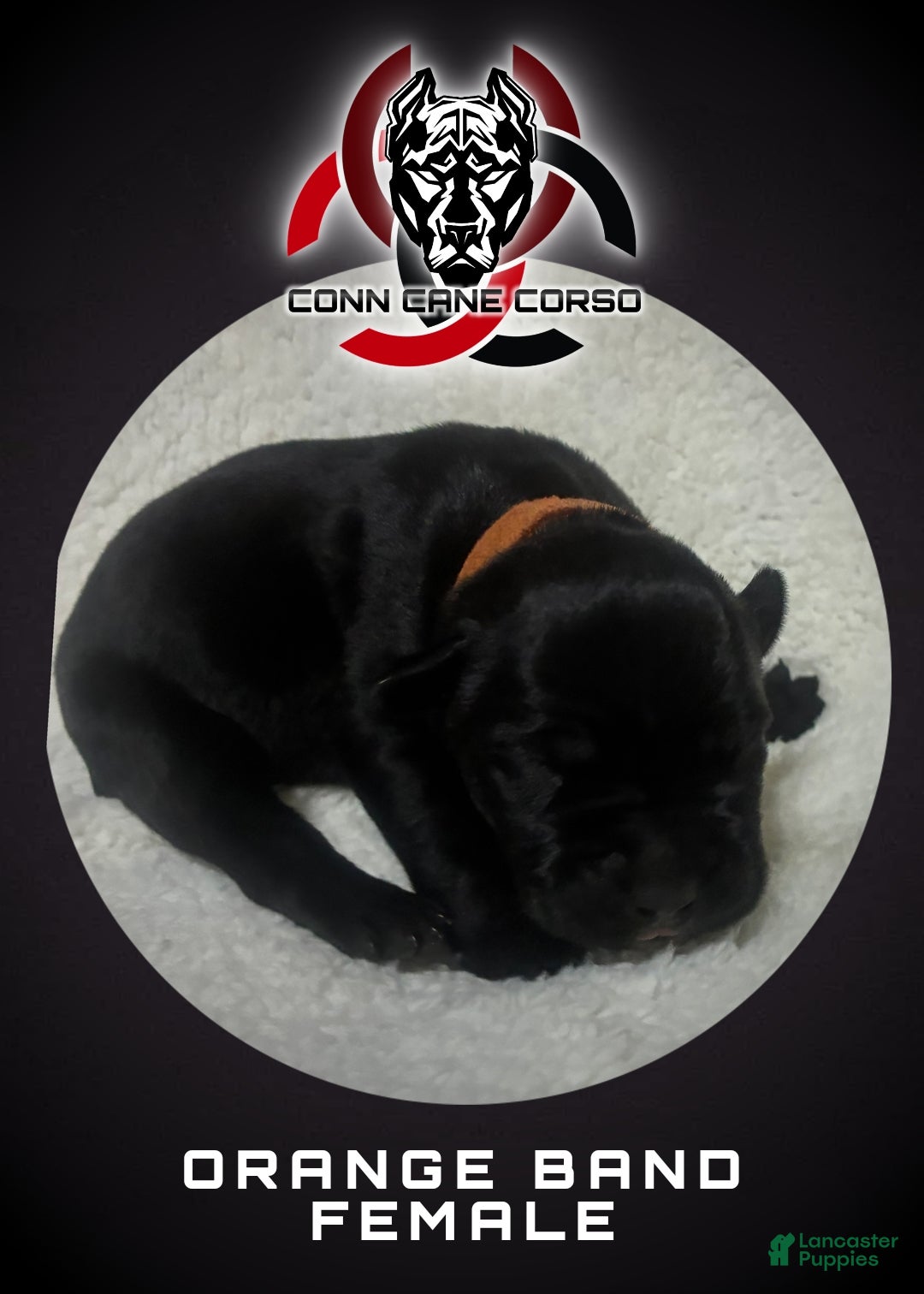 Cane Corso dogs Cane Corso Puppy 5 - Ad 22