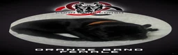 Cane Corso dogs for sale: Cane Corso Puppy 5 - Ad 1