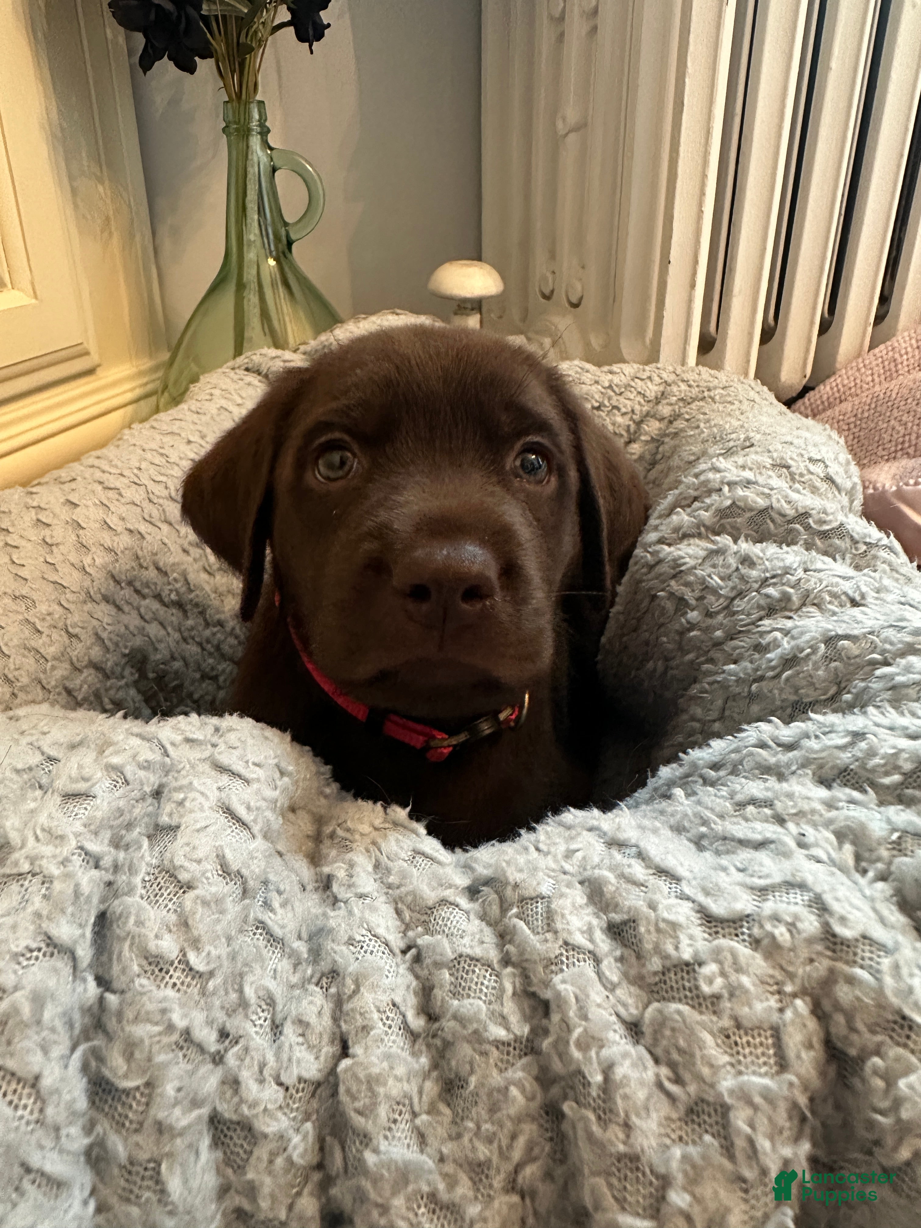 Labrador Retriever dogs Labrador Retriever Pink - Ad 22