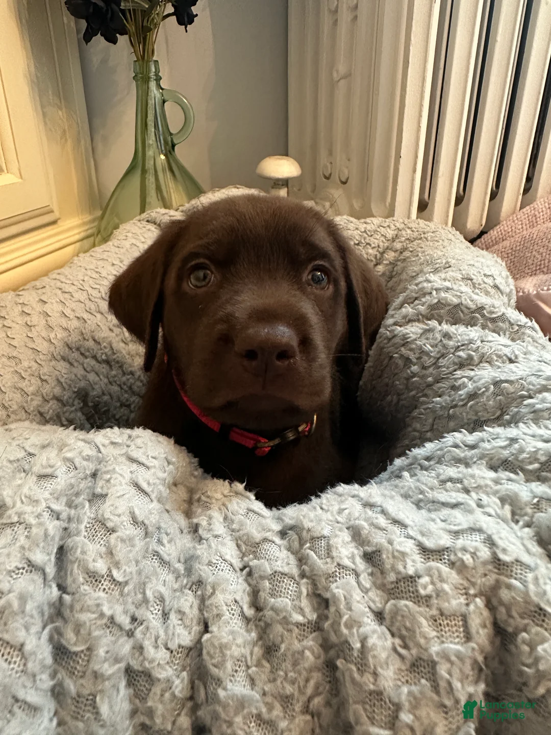 Labrador Retriever dogs for sale: Labrador Retriever Pink - Ad 1