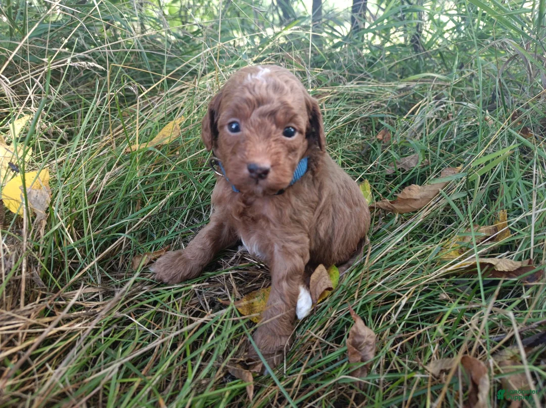 Miniature Poodle dogs for sale: Oliver - Ad 2