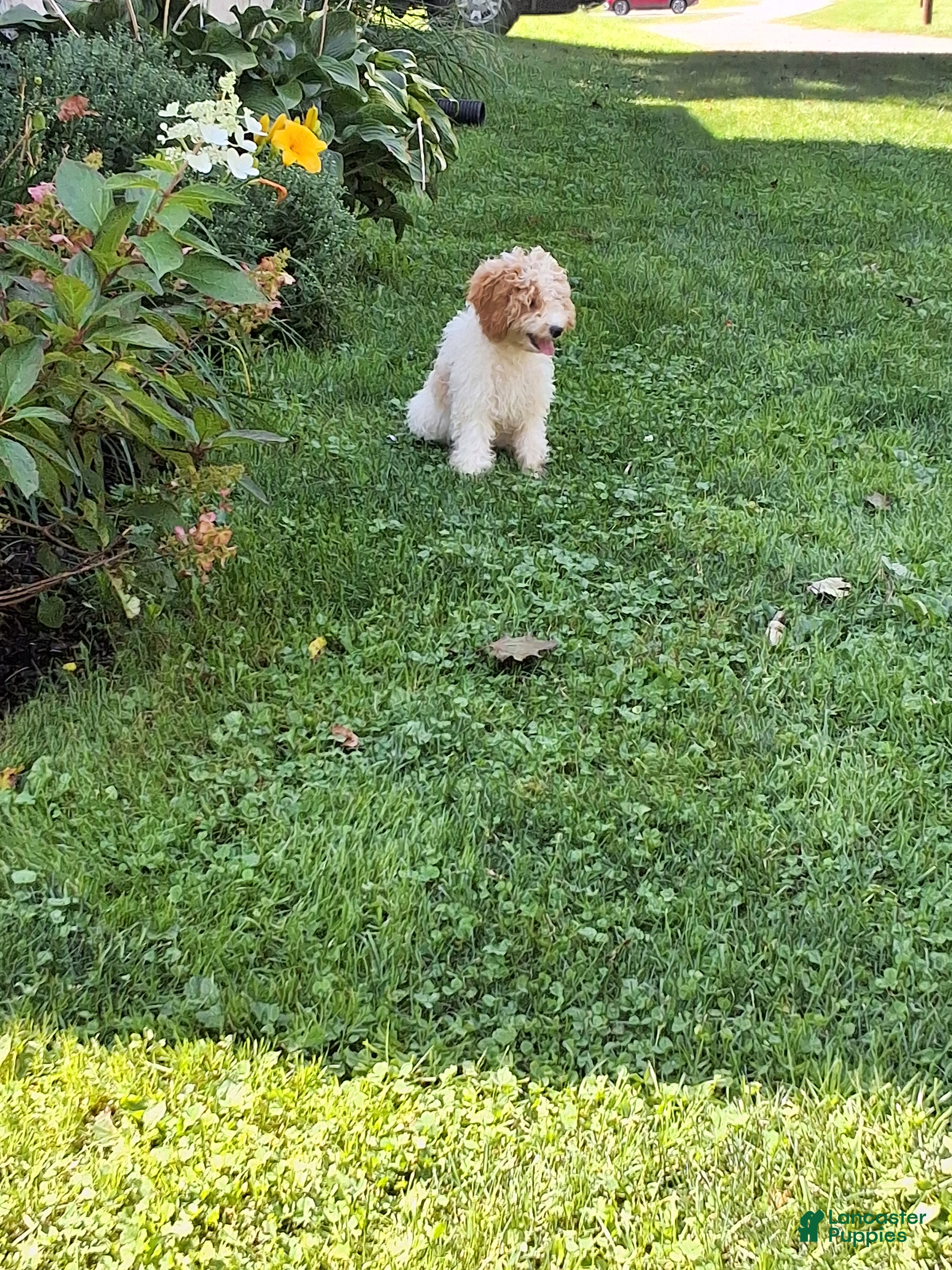 Miniature Poodle dogs Cassidy  - Ad 2