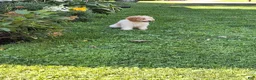 Miniature Poodle dogs for sale: Cassidy  - Ad 2