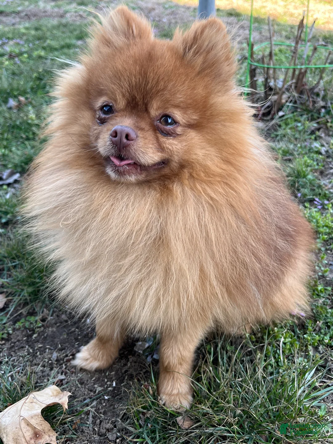 Pomeranian dogs for stud: Regal AKC Registered Stud - Ad 2