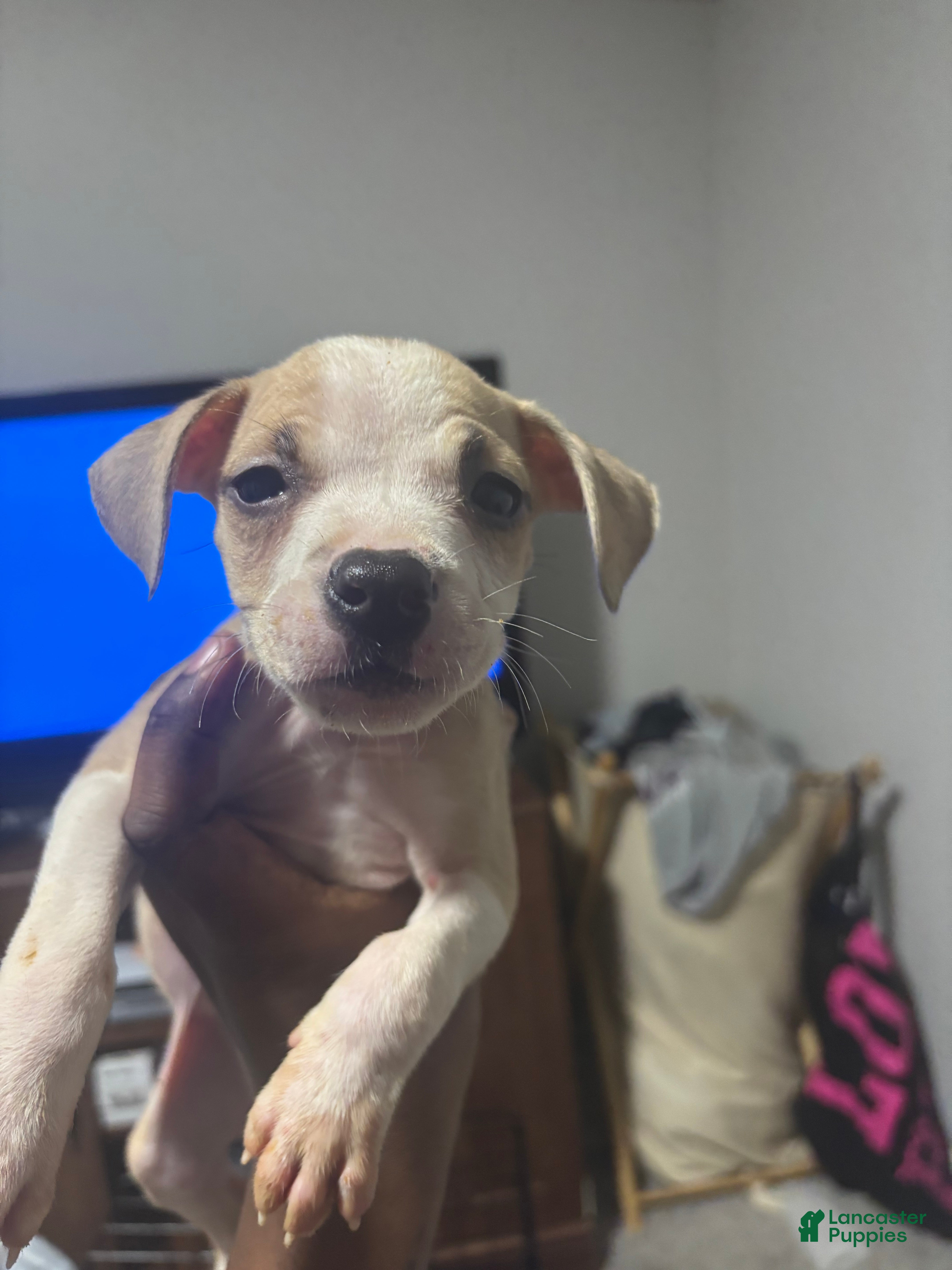 American Pit Bull Terrier dogs American Pit Bull Terrier Puppy 6 - Ad 20