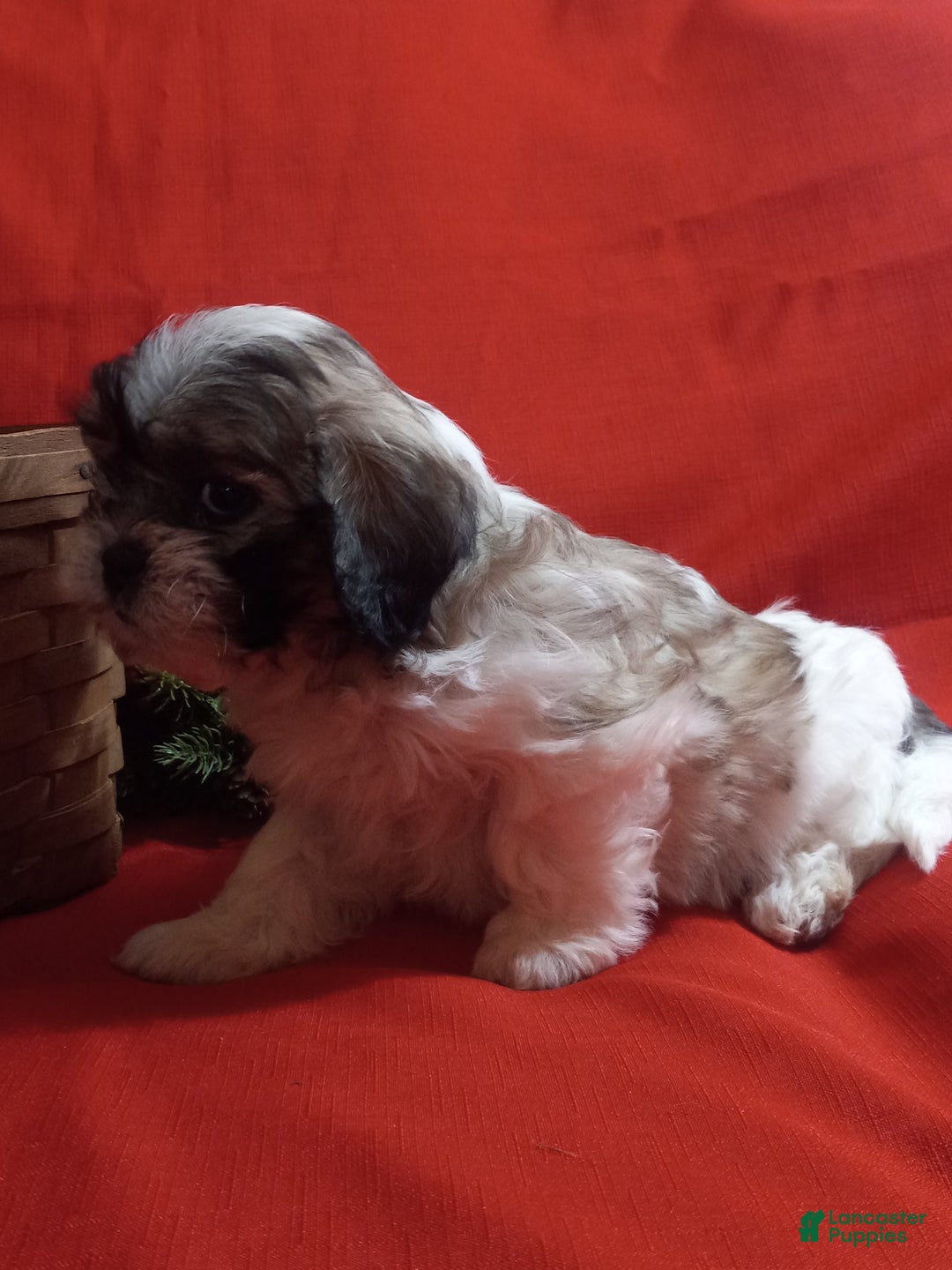 Teddy Bear dogs for sale: Bella - Ad 3