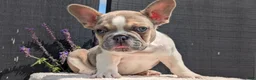 French Bulldog dogs for sale: Daisy - Ad 3