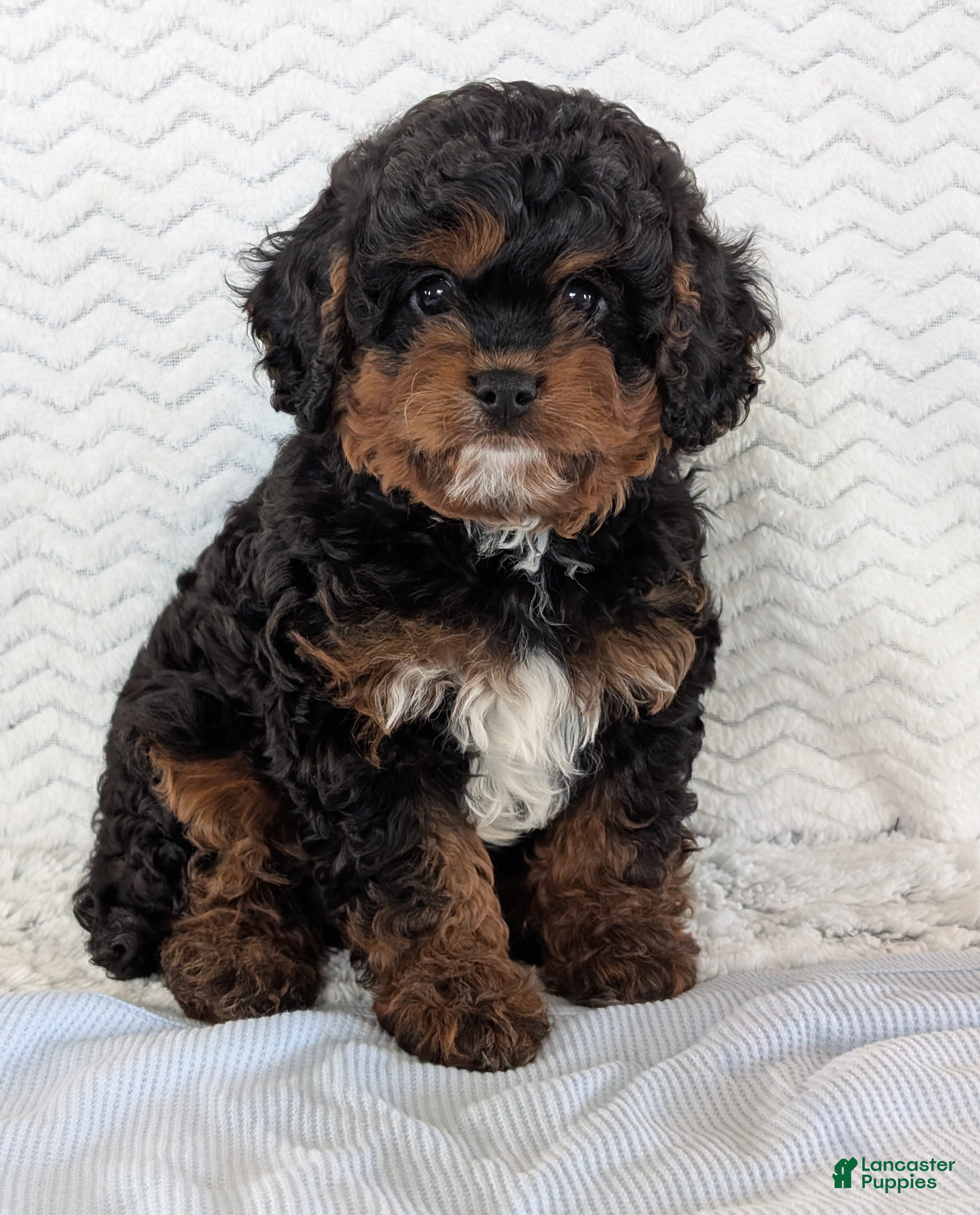 Cavapoo dogs Myles - Ad 1