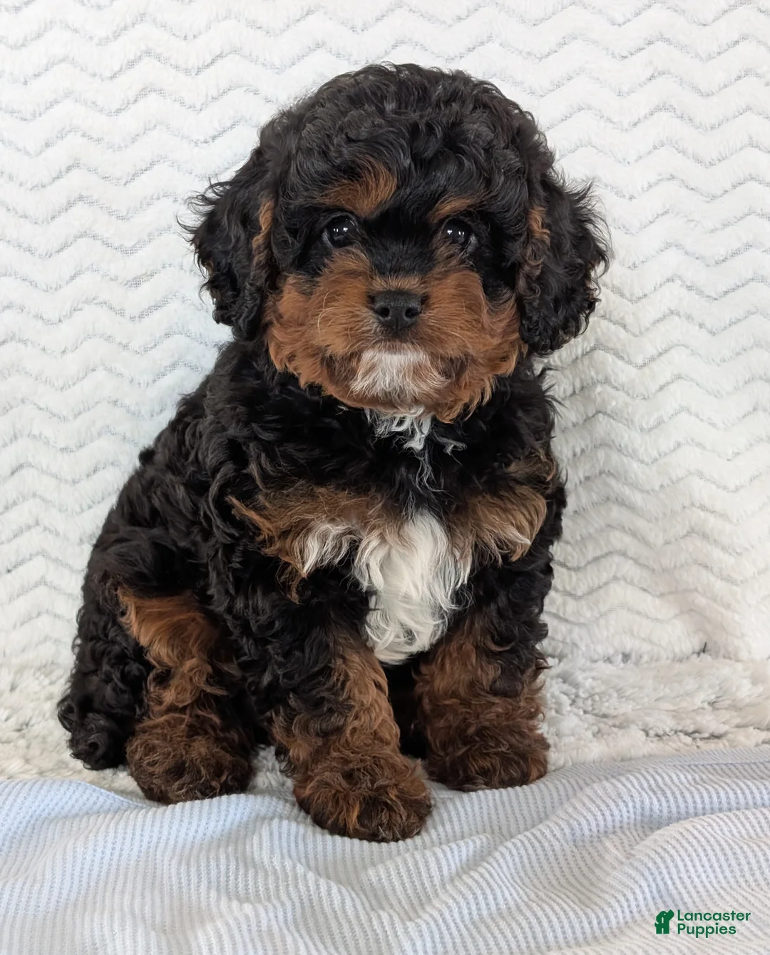 Cavapoo dogs for sale: Myles - Ad 1