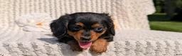 Miniature Dachshund dogs for sale: Roxy - Ad 6