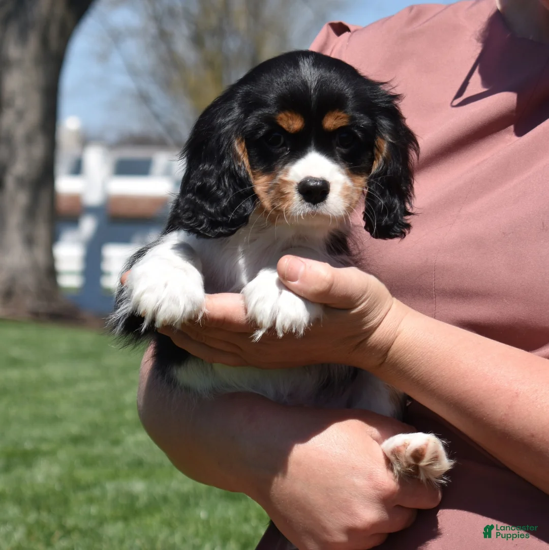 Cavalier King Charles Spaniel dogs for sale: Timber  - Ad 2