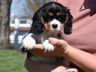 Cavalier King Charles Spaniel dogs for sale: Timber - Ad 2
