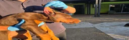 Doberman Pinscher dogs for sale: Doberman Pinscher Puppy 3 - Ad 3