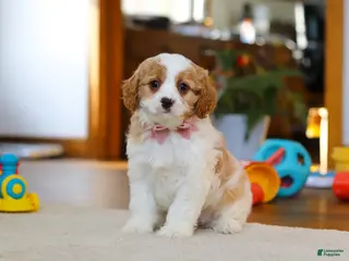 Cavapoo dogs Nova - Ad 28