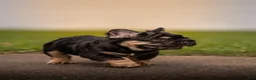 French Bulldog dogs for sale: T-Bone - Ad 5