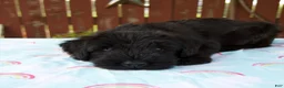 Giant Schnauzer dogs for sale: Louise - Ad 4