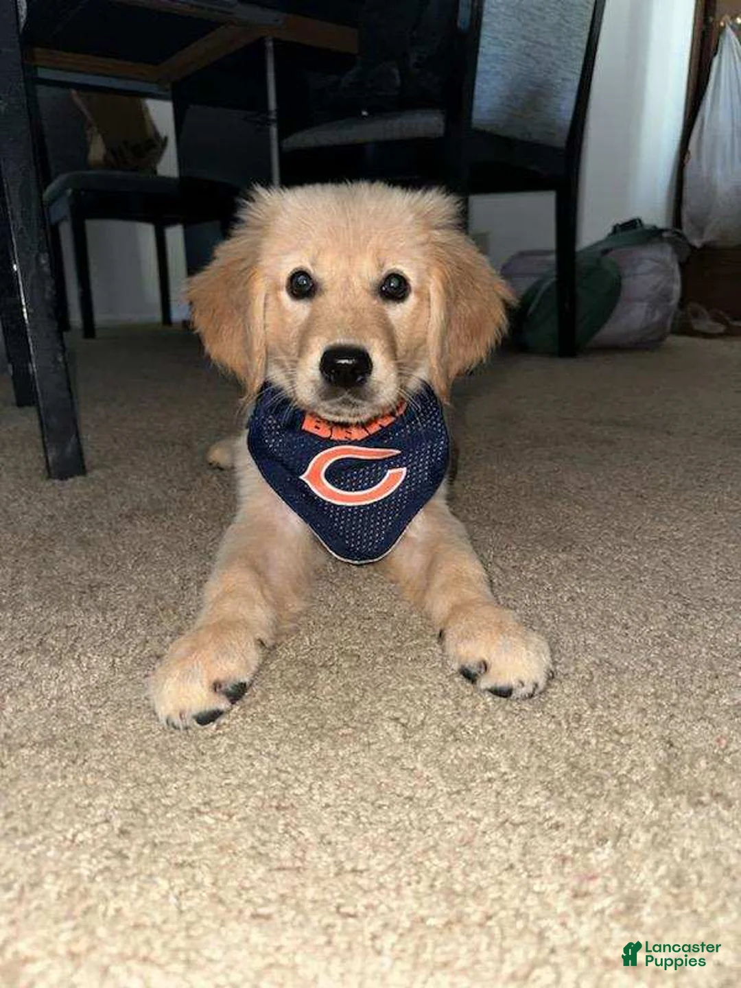 Golden Retriever dogs for sale: Bear - Ad 1