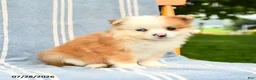 Pomeranian dogs for sale: Malia - Ad 3