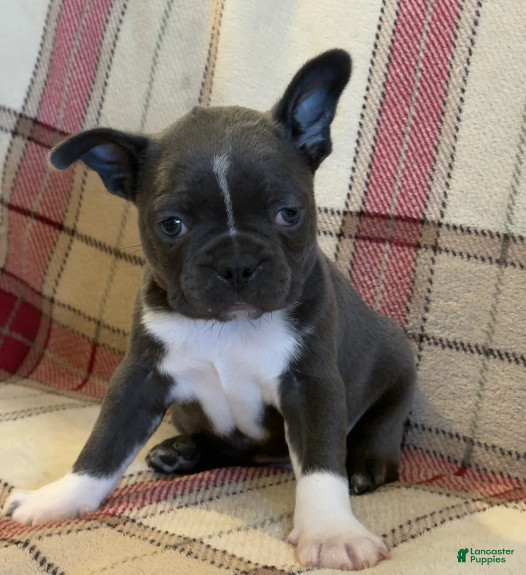 Frenchton dogs for sale: Trish - Ad 2